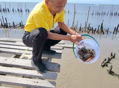 ร่วมกิจกรรมปล่อยพันธุ์ปูทะเล จำนวน 12,000 ตัว พารามิเตอร์รูปภาพ 5