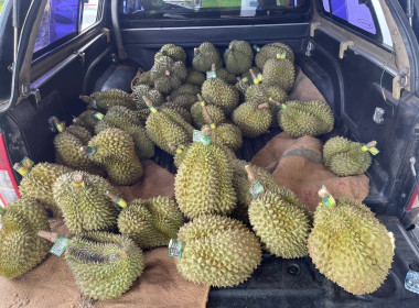 ย กระจายและ ประชาสัมพันธ์ การจำหน่ายทุเรียนป่าละอู (ทุเรียน ... พารามิเตอร์รูปภาพ 3