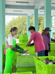 ตรวจเยี่ยมการดำเนินธุรกิจรวบรวมปลากะพงขาว ของสหกรณ์ พารามิเตอร์รูปภาพ 1