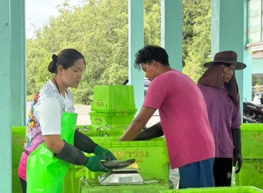 ตรวจเยี่ยมการดำเนินธุรกิจรวบรวมปลากะพงขาว ของสหกรณ์ พารามิเตอร์รูปภาพ 1