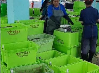 ตรวจเยี่ยมการดำเนินธุรกิจรวบรวมปลากะพงขาว ของสหกรณ์ พารามิเตอร์รูปภาพ 3