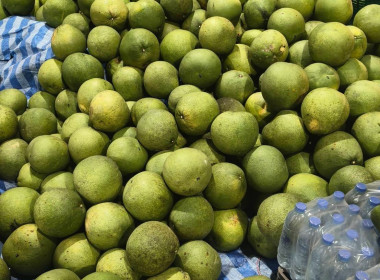 ร่วมกับสหกรณ์การเกษตร บางคนที จำกัด รวบรวมส้มโอพันธุ์ขาวใหญ่ พารามิเตอร์รูปภาพ 3