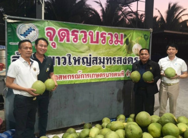 ร่วมกับสหกรณ์การเกษตร บางคนที จำกัด รวบรวมส้มโอพันธุ์ขาวใหญ่ พารามิเตอร์รูปภาพ 4